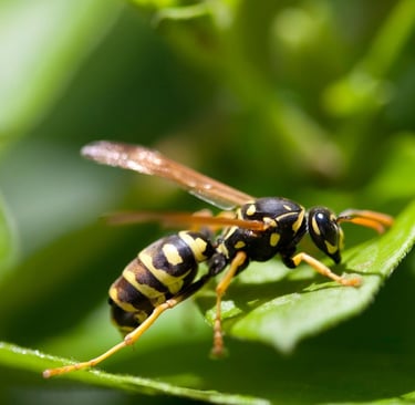 Differents types de guêpes Alsace et Territoire de Belfort 