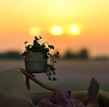 Sunset with a plant in the background