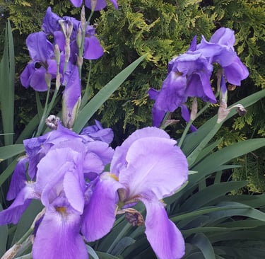 iris garden
