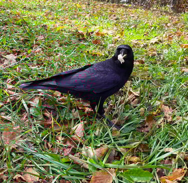 cheeky crow named Poe