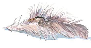 a heron inside a heron feather watercolor