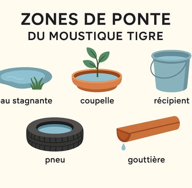 préparons un été sans moustiques tigres