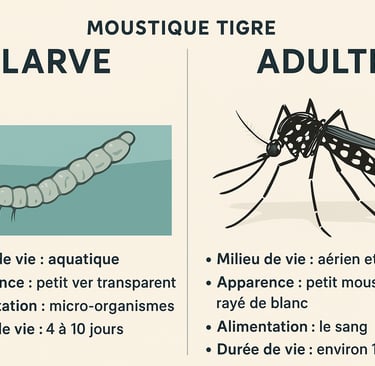 Pulvérisation anti-moustique dans un hôtel PACA