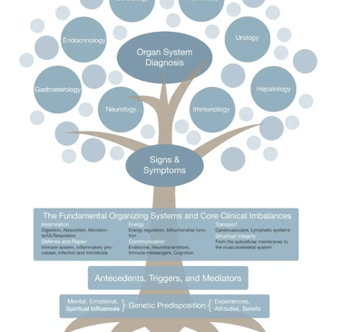 Image of functional medicine tree chart.
