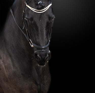 photographie professionnel de votre cheval