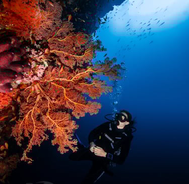 a person in a scuba suit is looking at a coral reef