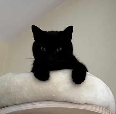 A black cat in the bed