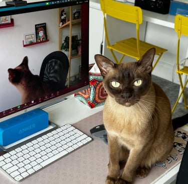 Burmese cat during Spanish lessons online