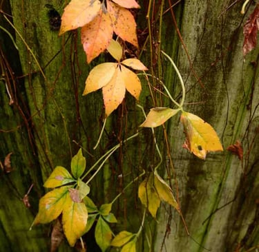 A picture of yellow/green leaves of the autumn flowers. Author: Slawek Dejneka
