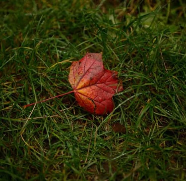 An abstract photograph of an autumn's red leaf. Author: Slawek Dejneka