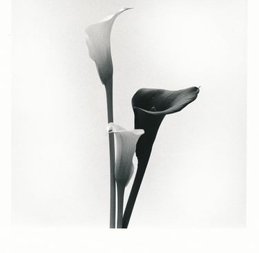 Picture of three lilies in a vase. A black and white analogue picture. Creator: Slawek Dejneka