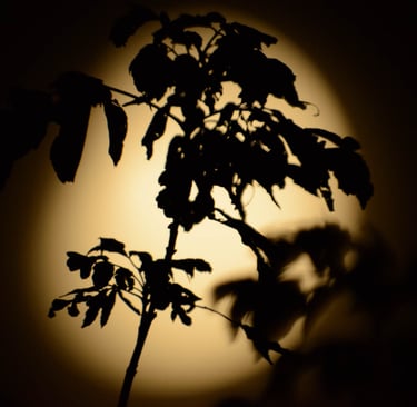 A picture of the Moon at night. Author: Slawek Dejneka