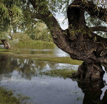Picture of a willow tree leaning over the river. Photographer: Slawek Dejneka