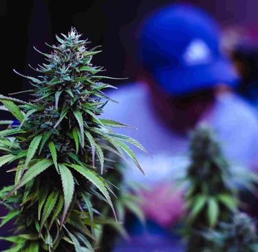 Cannabis Dispensary