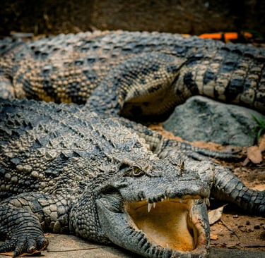 Foto de Hiếu Trọng: https://www.pexels.com/pt-br/foto/close-up-de-um-crocodilo-em-habitat-natural-32