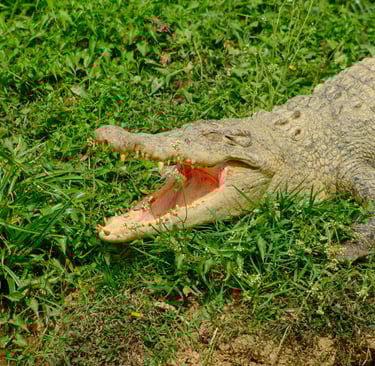 Foto de Sadek Husein: https://www.pexels.com/pt-br/foto/campo-area-animal-bicho-12403962/