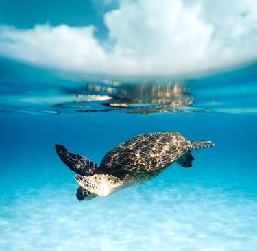 Foto de Kammeran Gonzalez-Keola: https://www.pexels.com/pt-br/foto/mar-natureza-areia-agua-7925841/