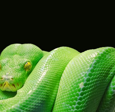 Foto de Pixabay: https://www.pexels.com/pt-br/foto/cobra-verde-45246/