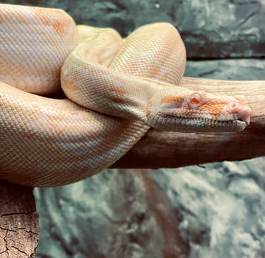 Foto de Tasha_WhiteGold: https://www.pexels.com/pt-br/foto/cobra-no-galho-da-arvore-14656287/