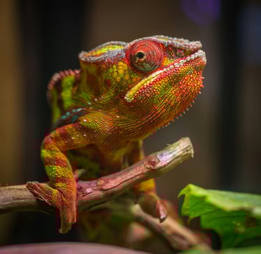Foto de Egor Kamelev: https://www.pexels.com/pt-br/foto/fotografia-com-foco-seletivo-de-repteis-verd