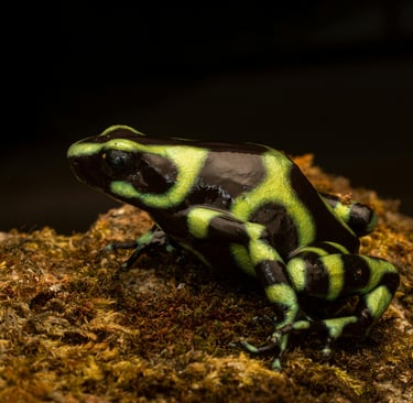 🐸 Anfíbios: Tudo sobre Características, Espécies, Hábitats e o Ciclo de Vida Surpreendente