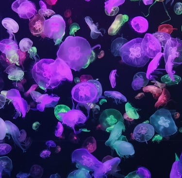 10 Invertebrados Marinhos Surpreendentes Que Você Provavelmente Nunca Viu