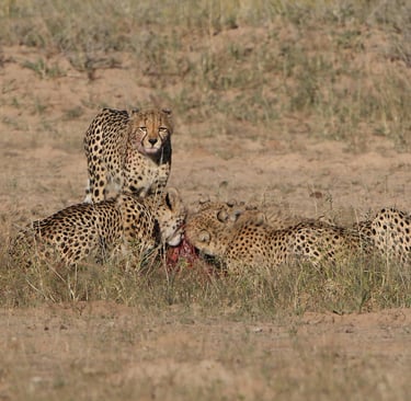 🐾 O Que Torna um Animal Carnívoro? Entenda a Dieta dos Caçadores Selvagens
