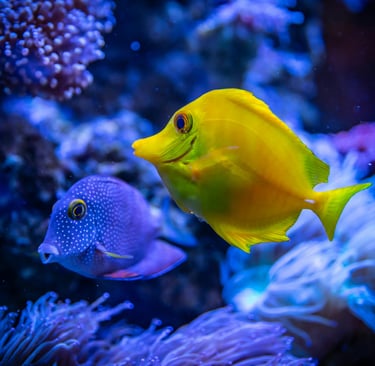 Foto de Egor Kamelev: https://www.pexels.com/pt-br/foto/peixe-amarelo-e-azul-na-agua-3220368/