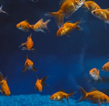 🐠 Peixes: Características, Espécies, Hábitats e Adaptações que Garantem a Vida na Água