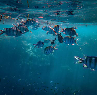 🐠 Peixes: 10 Curiosidades Surpreendentes Que Você Precisa Conhecer