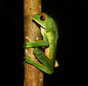 Foto de Gabriel Rondina: https://www.pexels.com/pt-br/foto/sapo-kambo-phyllomedusa-tarsius-29506276/