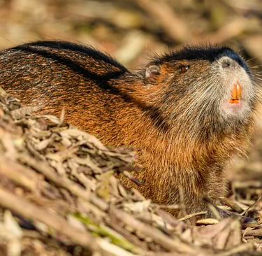 Por Que os Roedores Roem Tanto? A Ciência Explica!