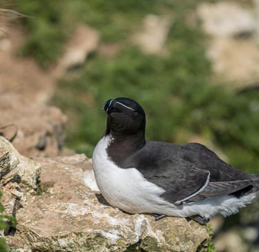 Razorbill: Descubra os Segredos da Ave Marinha Que Lembra um Pinguim