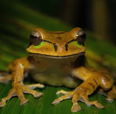 A Menor Rã do Mundo: Descubra Onde Vive e Por Que É Tão Surpreendente