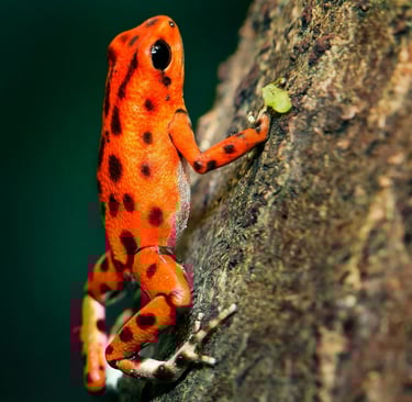 Foto de Thierry Fillieul: https://www.pexels.com/pt-br/foto/sapo-darth-poison-preto-e-laranja-638689
