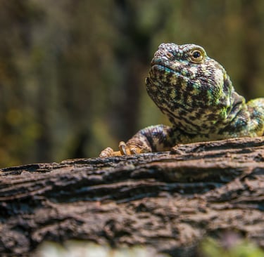 đ RĂ©pteis: 10 Fatos Surpreendentes Que VocĂȘ Provavelmente NĂŁo Sabia