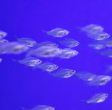 Foto de Magda Ehlers: https://www.pexels.com/pt-br/foto/cardume-de-peixes-de-raio-x-1635927/