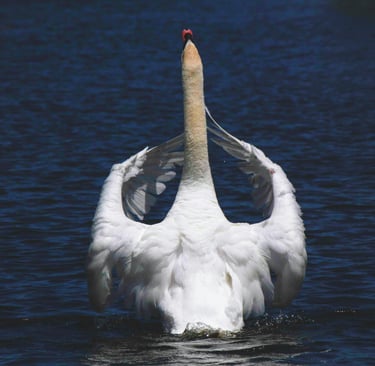 🐦 Aves: Descubra as Características Fascinantes que Tornam Essas Criaturas Únicas no Reino Animal