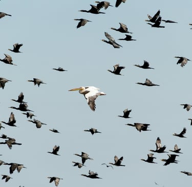 Migração das Aves: Como Funciona, Por Que Acontece e Fatos Surpreendentes