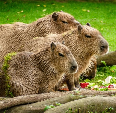 🐭 Roedores: 10 Fatos Surpreendentes que Você Provavelmente Não Sabia