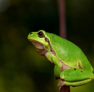 🐸Sapos, Rãs e Salamandras: Qual É o Mais Surpreendente?