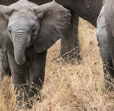 🐾 Mamíferos: O Que São, Características e Como Vivem ao Redor do Mundo