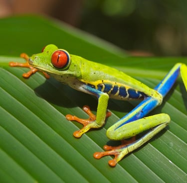 🐸 Anfíbios: 7 Fatos Incríveis Que Você Provavelmente Nunca Imaginou