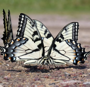 🦋 Invertebrados: Características, Espécies e Adaptações dos Animais Sem Coluna Vertebral