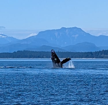 A humpback whale breaching the blue ocean water during a whale watching tour in Canada