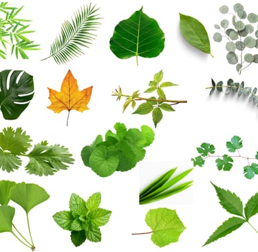 Size and shapes of different leaves