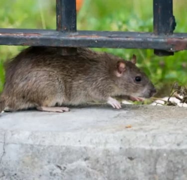 diferencia entre rata doméstica y salvaje