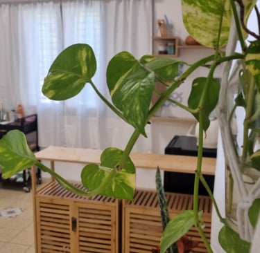 צמח ירוק בחלל הסטודיו – עיצוב טבעי ונקי ב-SBS Beauty Studio.”