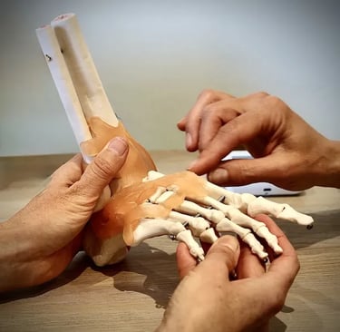 Model of the human foot