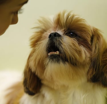Banho e Tosa e Estética Canina Day Care Pet Escola Canina